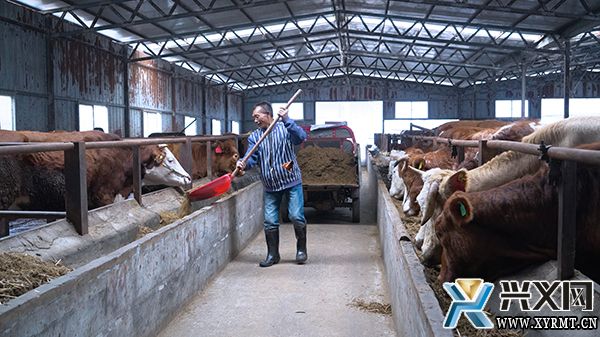 【“四乡”人才助力乡村振兴】许福敏：合作社示范带动 家庭牧场路更宽(图1)