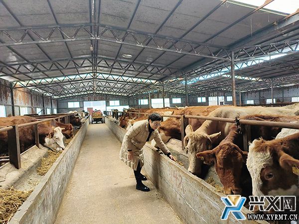 易游娱乐城- YY易游体育官方网站- 易游体育APP科学养牛养羊-种草养牛养羊-农村养牛羊