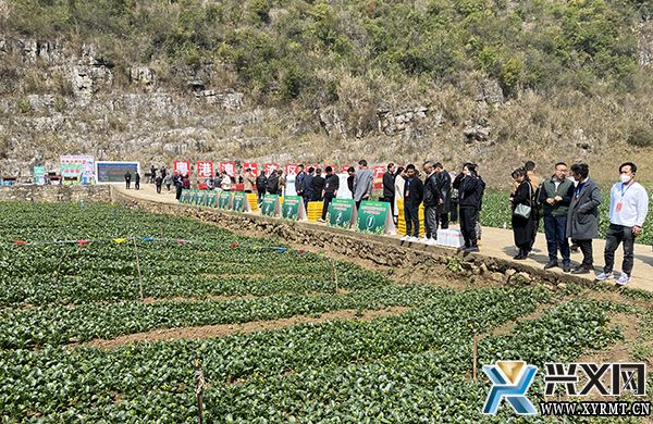 黔西南州蔬菜（菜心）产业招商引资观摩团到义龙新区进行现场观摩 陆全江 段志虎 2月28日，黔西南州蔬菜（菜心）产业招商引资观摩团到义龙新区进行现场观摩，省蔬菜专班、特邀专家、部分市州蔬菜产业发展工作专(图2)