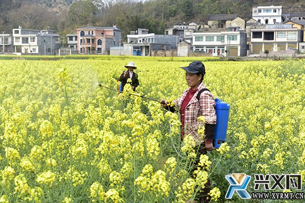 義龍新區：發展油菜產業助力群眾奔富路(圖1)