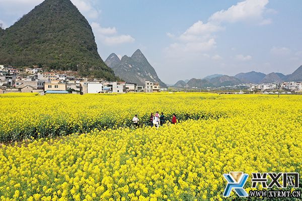 義龍新區：發展油菜產業助力群眾奔富路(圖2)