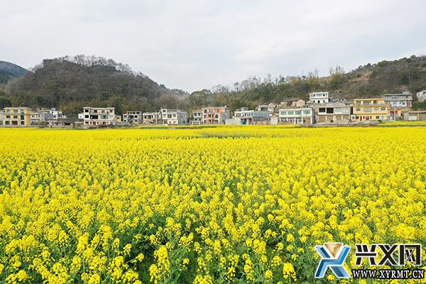 義龍新區：發展油菜產業助力群眾奔富路(圖3)