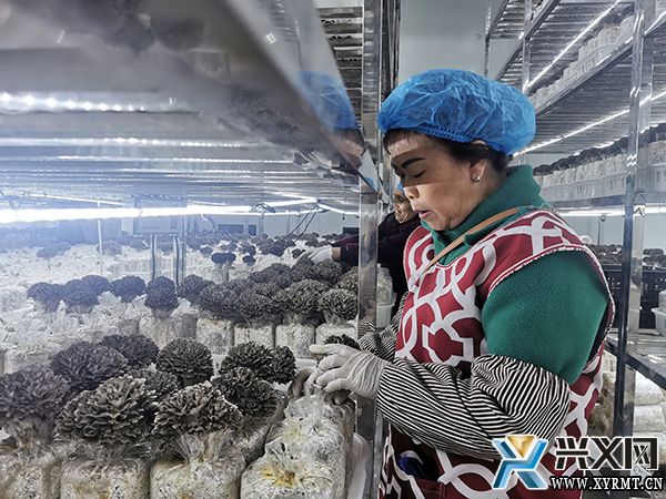 【新时代新征程新伟业】兴义义龙:优质农特产品“走俏”粤港澳大湾区餐桌(图1) 【新时代新征程新伟业】兴义义龙:优质农特产品“走俏”粤港澳大湾区餐桌(图1)