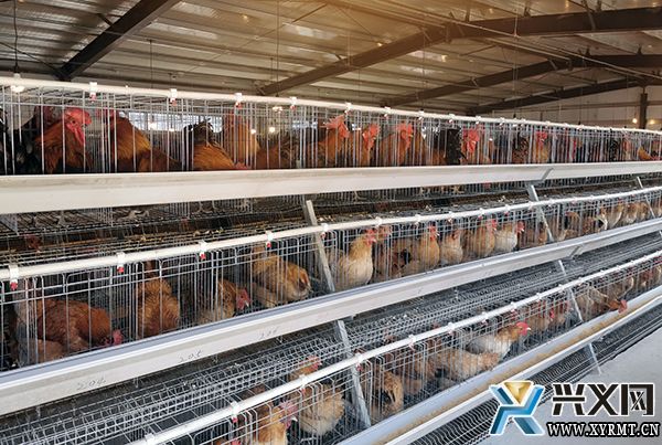 【新时代新征程新伟业】兴义义龙:优质农特产品“走俏”粤港澳大湾区餐桌(图2) 【新时代新征程新伟业】兴义义龙:优质农特产品“走俏”粤港澳大湾区餐桌(图2)