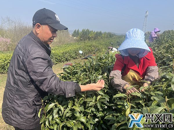 义龙新区：6000多亩春茶全面开采(图1)