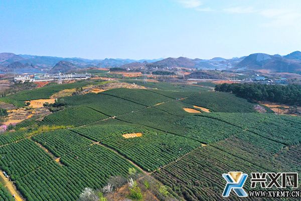 义龙新区：6000多亩春茶全面开采(图2)