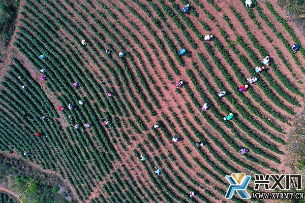 义龙新区：6000多亩春茶全面开采(图3)