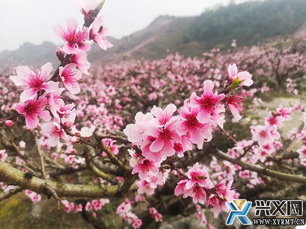 【康养胜地 人文兴义】义龙新区：“赏花经济”带火乡村游(图1)