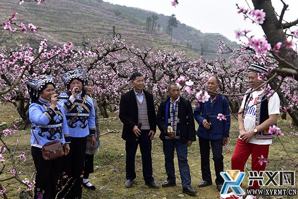 【康养胜地 人文兴义】义龙新区：“赏花经济”带火乡村游(图2)