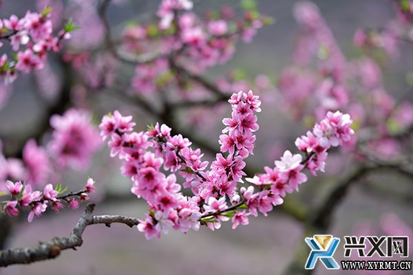 绿化村：延续与创新 为“桃产业”发展注入新动能(图1)