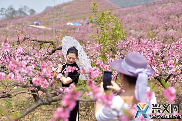 绿化村：延续与创新 为“桃产业”发展注入新动能(图2)