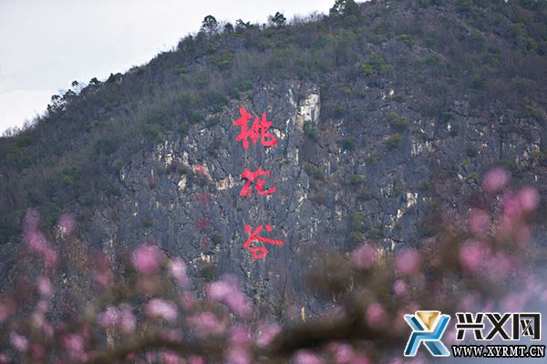 绿化村：延续与创新 为“桃产业”发展注入新动能(图4)