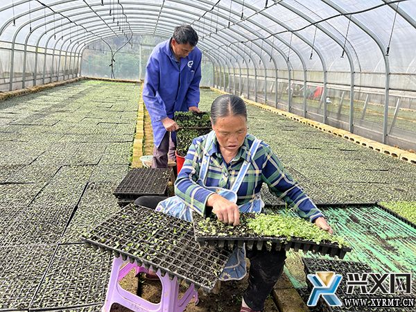 义龙新区雨樟镇：春耕生产正当时 多业并举促增收(图1)