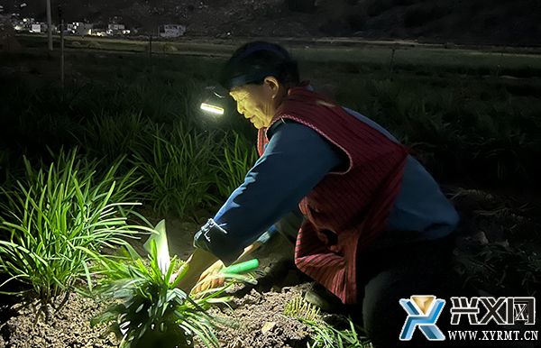 义龙新区首茬韭菜抢鲜上市(图1)