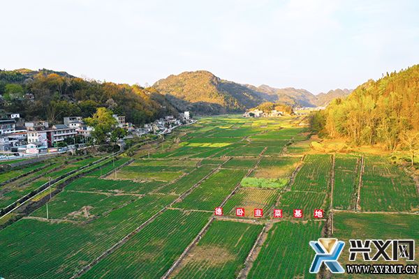 义龙新区首茬韭菜抢鲜上市(图2)