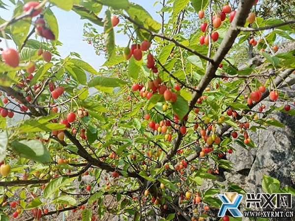 绿化村：150亩樱桃抢“鲜”开园采摘(图2)