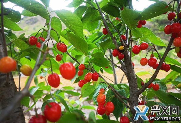 木科村600余亩玛瑙红樱桃成熟上市(图1)