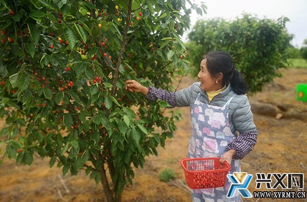 木科村600余亩玛瑙红樱桃成熟上市(图2)