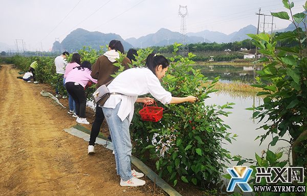 龙广镇稻渔示范基地：“稻+虾+桑葚+蔬菜+N”实现一地多收(图1)