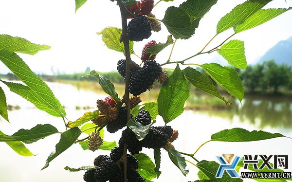 龙广镇稻渔示范基地：“稻+虾+桑葚+蔬菜+N”实现一地多收(图2)