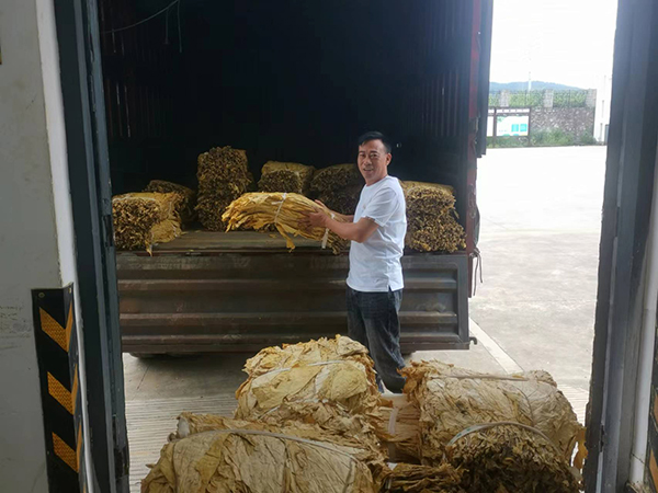 万屯烟叶收购有序开秤(图1)