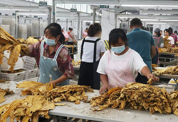 万屯烟叶收购有序开秤(图2)