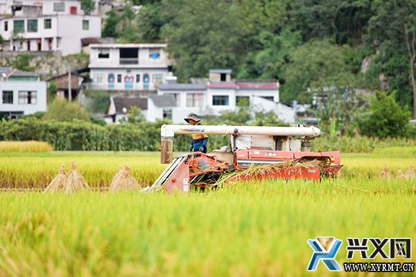 黔西南“三转两推一破”助农增产增收 农民田水稻平均亩产888.74公斤(图7)
