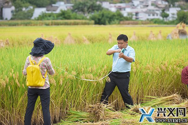 黔西南“三转两推一破”助农增产增收 农民田水稻平均亩产888.74公斤(图2)