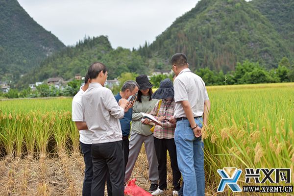 黔西南“三转两推一破”助农增产增收 农民田水稻平均亩产888.74公斤(图4)