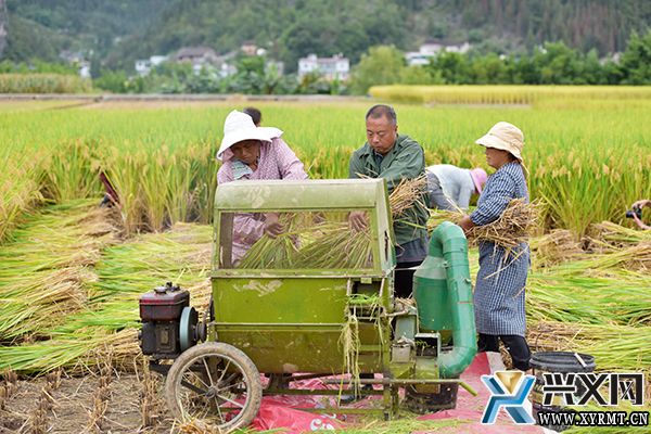 黔西南“三转两推一破”助农增产增收 农民田水稻平均亩产888.74公斤(图3)