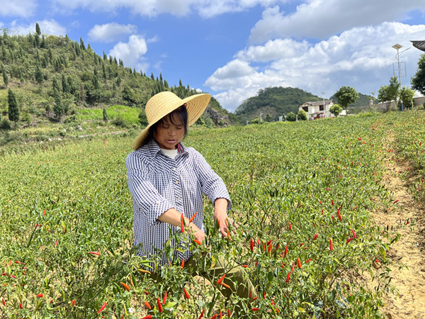 雨樟镇：“辣”出好产业 “椒”出致富花(图1)