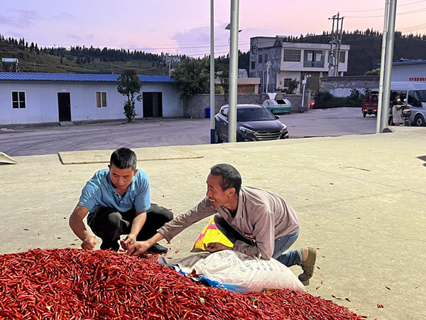 雨樟镇：“辣”出好产业 “椒”出致富花(图3)