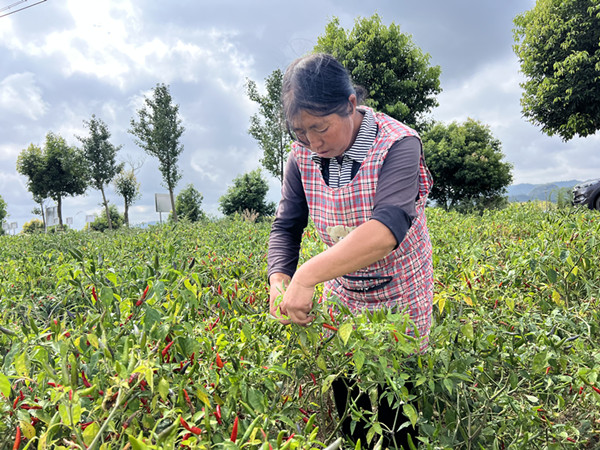 雨樟镇：“辣”出好产业 “椒”出致富花(图2)
