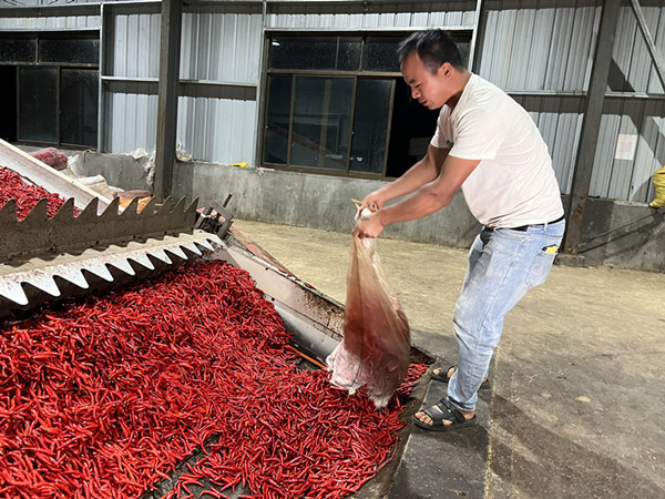雨樟镇：“辣”出好产业 “椒”出致富花(图6)