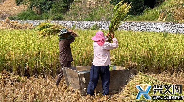 仓更镇：又“稻”一年丰收时 农民收割水稻忙(图1)