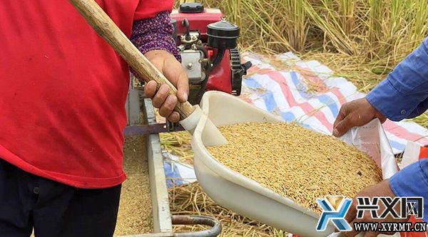 仓更镇：又“稻”一年丰收时 农民收割水稻忙(图2)