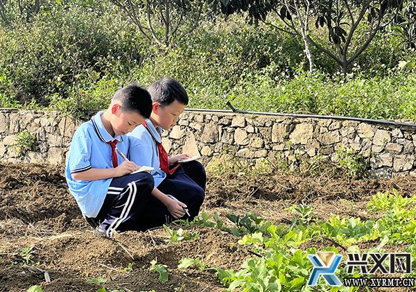 兴义市丰都中心小学开展秋种劳动实践活动(图2)