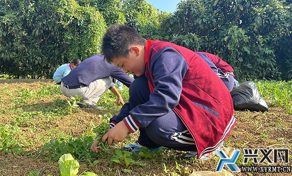 兴义市丰都中心小学开展秋种劳动实践活动(图3)