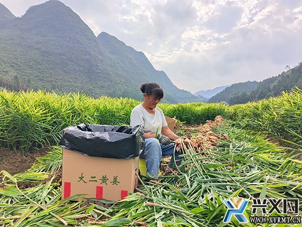 龙广镇50亩“黄金姜”俏销市场(图1) 龙广镇50亩“黄金姜”俏销市场(图1)