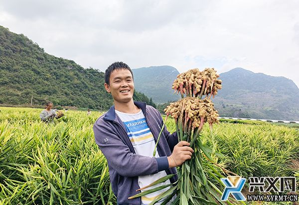 龙广镇50亩“黄金姜”俏销市场(图2) 龙广镇50亩“黄金姜”俏销市场(图2)