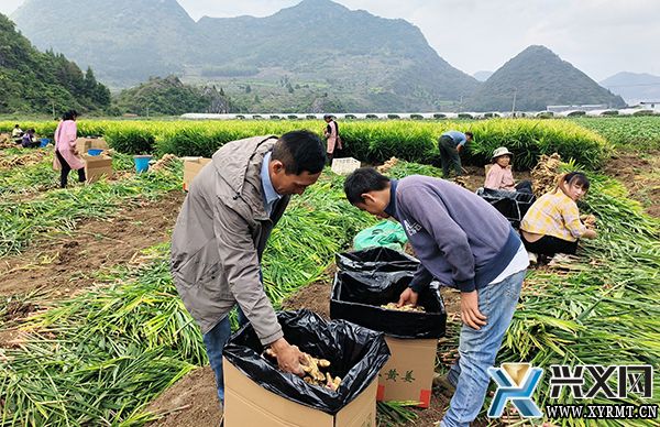 龙广镇50亩“黄金姜”俏销市场(图3) 龙广镇50亩“黄金姜”俏销市场(图3)