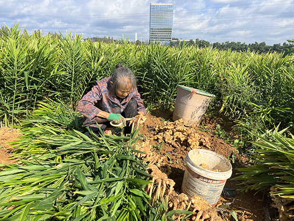 义龙新区万屯镇盘新村：生姜采收正当时 促农增收助振兴(图1)