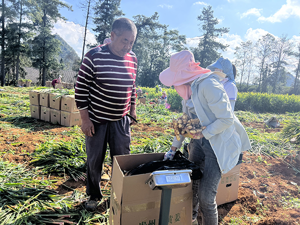 义龙新区万屯镇盘新村：生姜采收正当时 促农增收助振兴(图2)