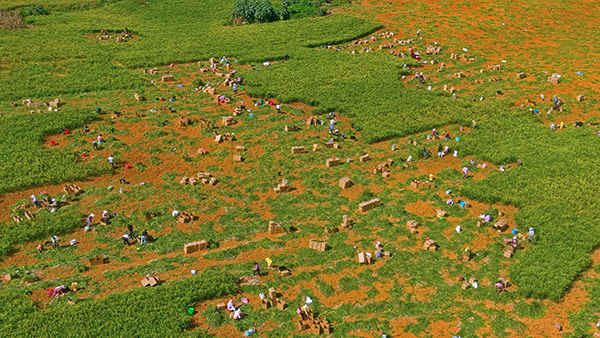 义龙新区万屯镇盘新村：生姜采收正当时 促农增收助振兴(图3)
