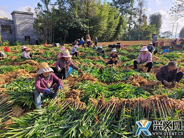 郑屯镇:生姜喜丰收 产业有“姜”来(图1) 郑屯镇:生姜喜丰收 产业有“姜”来(图1)