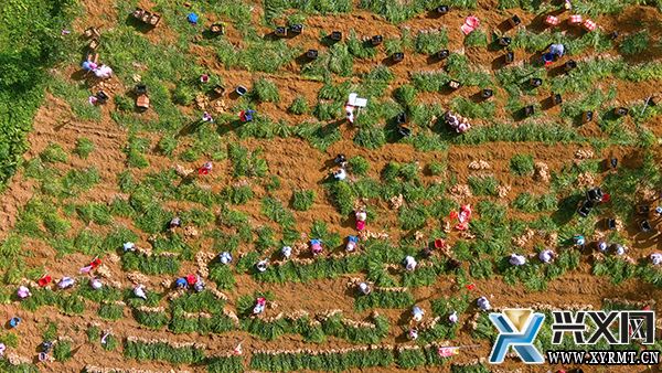 郑屯镇:生姜喜丰收 产业有“姜”来(图2) 郑屯镇:生姜喜丰收 产业有“姜”来(图2)