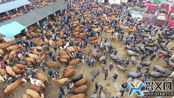 【念好“养牛经”做强“牛经济”】万屯大牲畜交易市场供销两旺 日均交易量达2000余头 (图2)