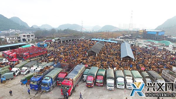 【念好“养牛经”做强“牛经济”】万屯大牲畜交易市场供销两旺 日均交易量达2000余头 (图4)