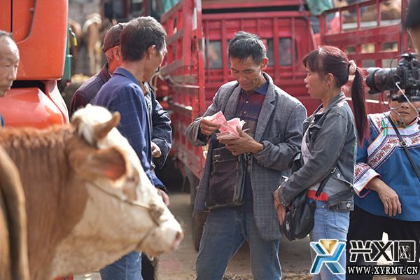 【念好“养牛经”做强“牛经济”】万屯大牲畜交易市场供销两旺 日均交易量达2000余头 (图3)