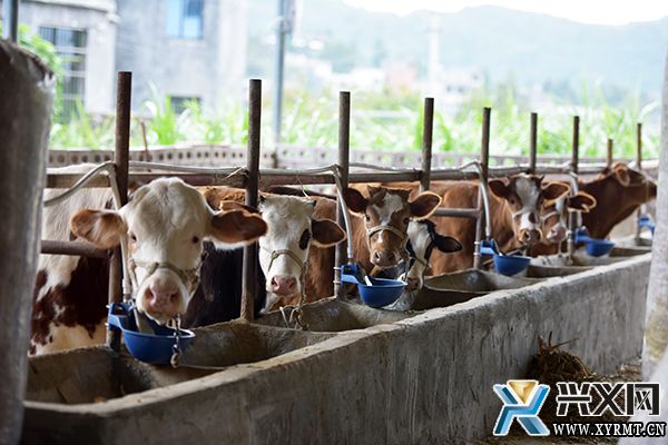 【念好“养牛经” 做强“牛经济”】纳玉村：做强牛产业 “犇”出致富路(图1)